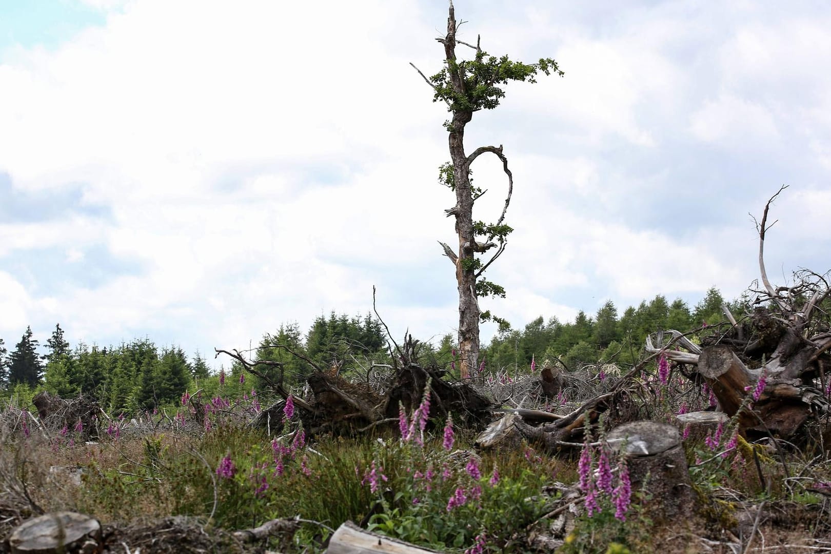 Nach Schädlingsbefall abgeholzte Waldfläche in Nordrhein-Westfalen.