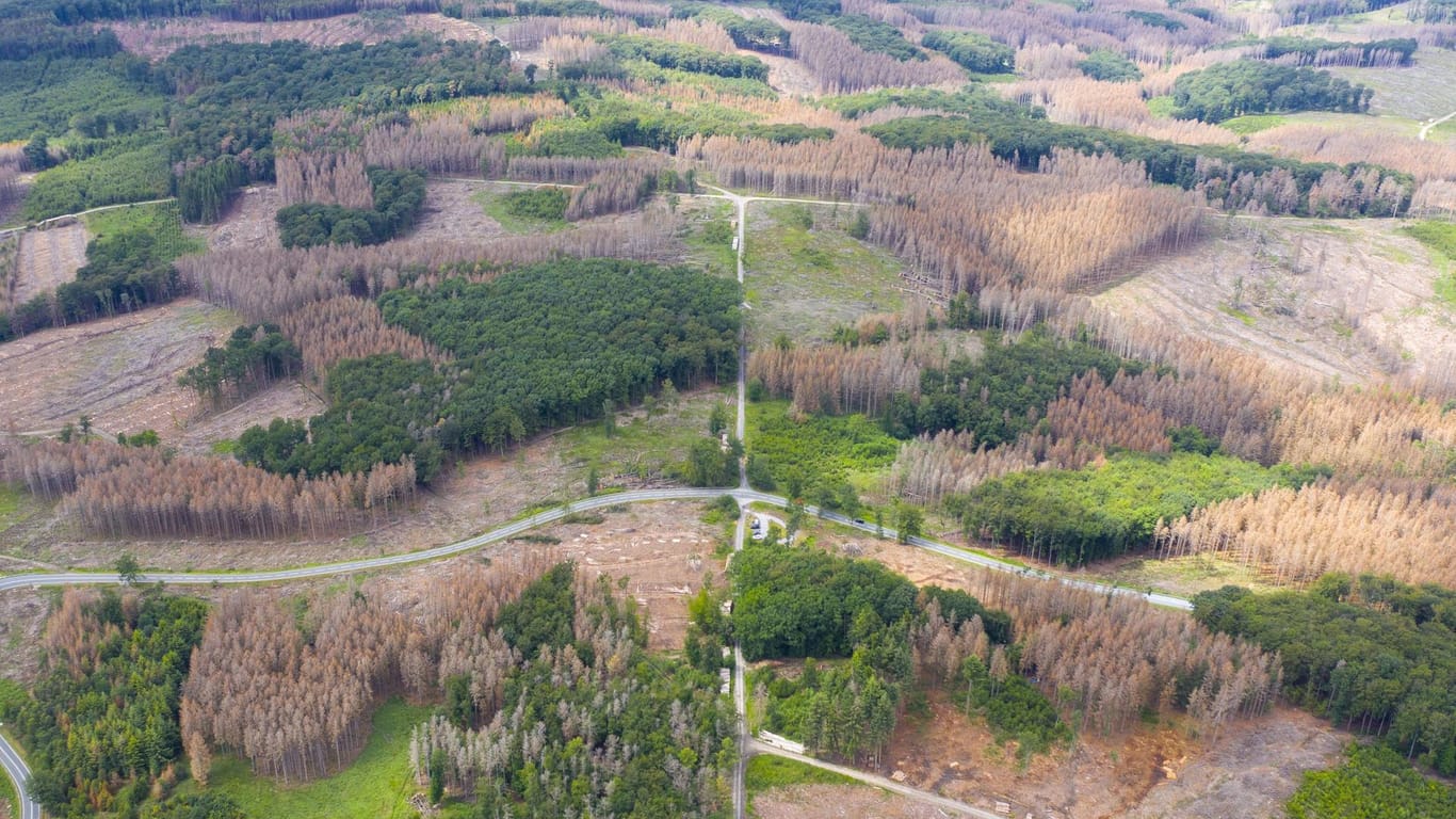 Schon ein Großteil der Wälder im Sauerland ist inzwischen braun.