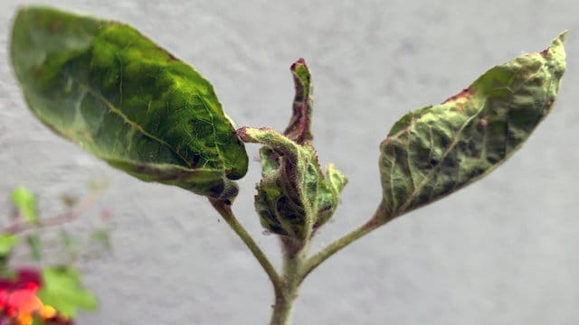 Deformierte Blätter mit braunen Flecken: Diese Sonnenblume hat unter Spätfrost gelitten.