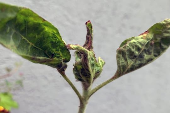 Deformierte Blätter mit braunen Flecken: Diese Sonnenblume hat unter Spätfrost gelitten.