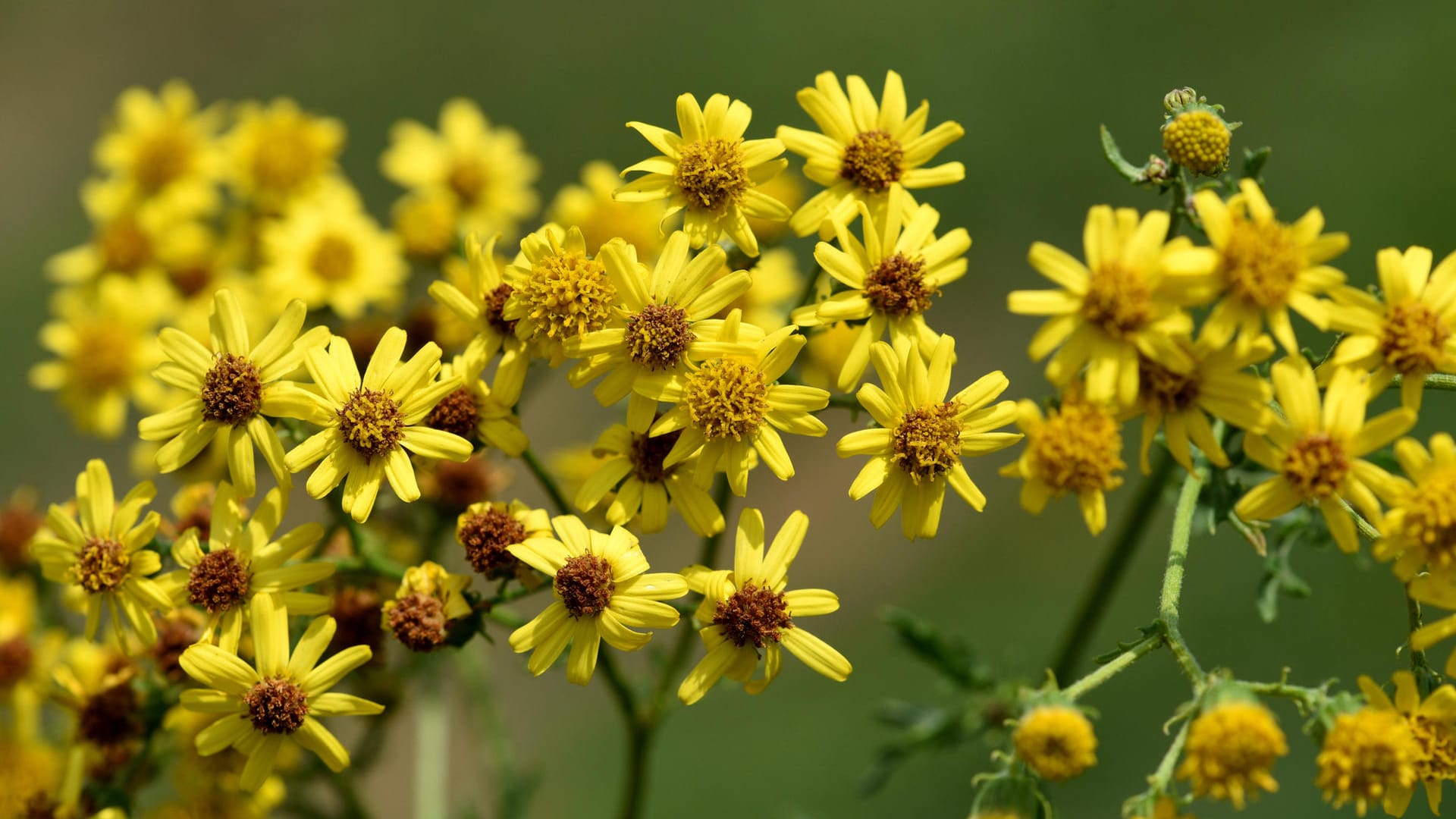 Jakobskreuzkraut: Die Blüten der Giftpflanze sind leuchtend gelb.