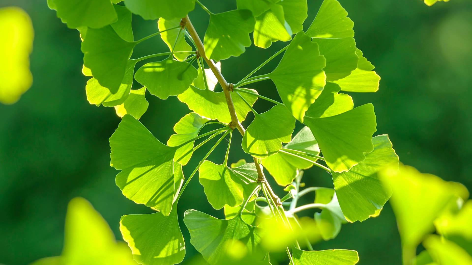 Ginkgobaum (Ginkgo biloba): Die Blätter von jungen Bäumen sind anders geformt als die von alten Bäumen.