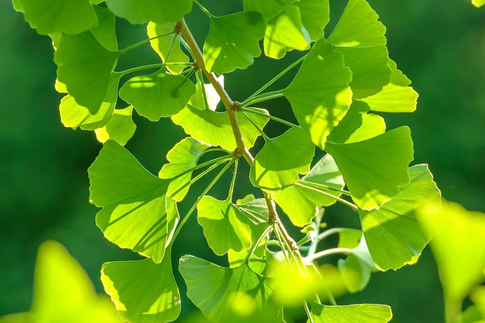 Ginkgobaum (Ginkgo biloba): Die Blätter von jungen Bäumen sind anders geformt als die von alten Bäumen.