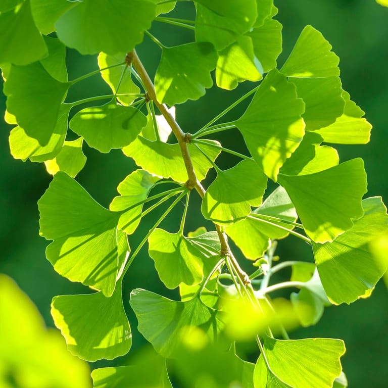 Ginkgobaum (Ginkgo biloba): Die Blätter von jungen Bäumen sind anders geformt als die von alten Bäumen.