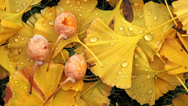 Ginkgobaum (Ginkgo biloba): Die weiblichen Bäume bilden im Herbst mirabellenähnliche, stinkende Früchte aus.