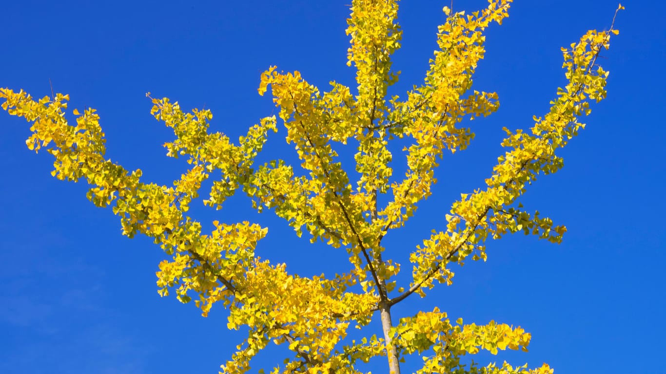 Ginkgobaum (Ginkgo biloba): Im Herbst verfärben sich die Blätter goldgelb.