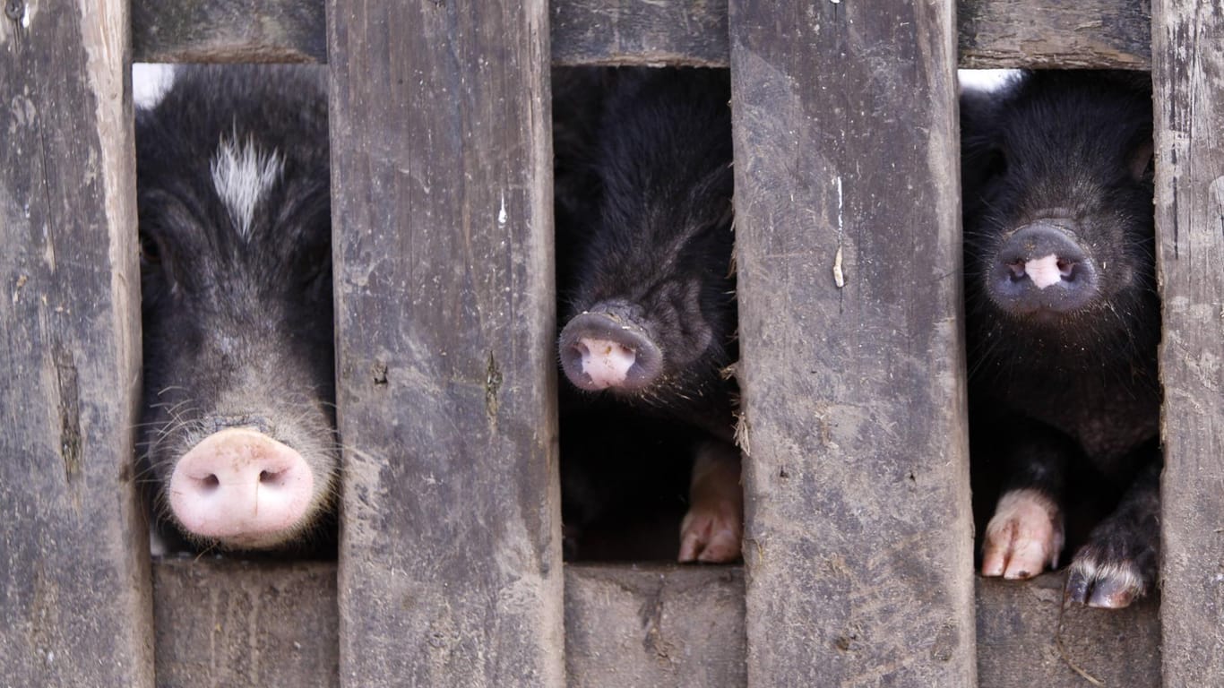 Drei Schweine strecken ihre Rüssel durch einen Zaun (Symbolbild): Die Tiere benötigen viel Platz und Freilauf.