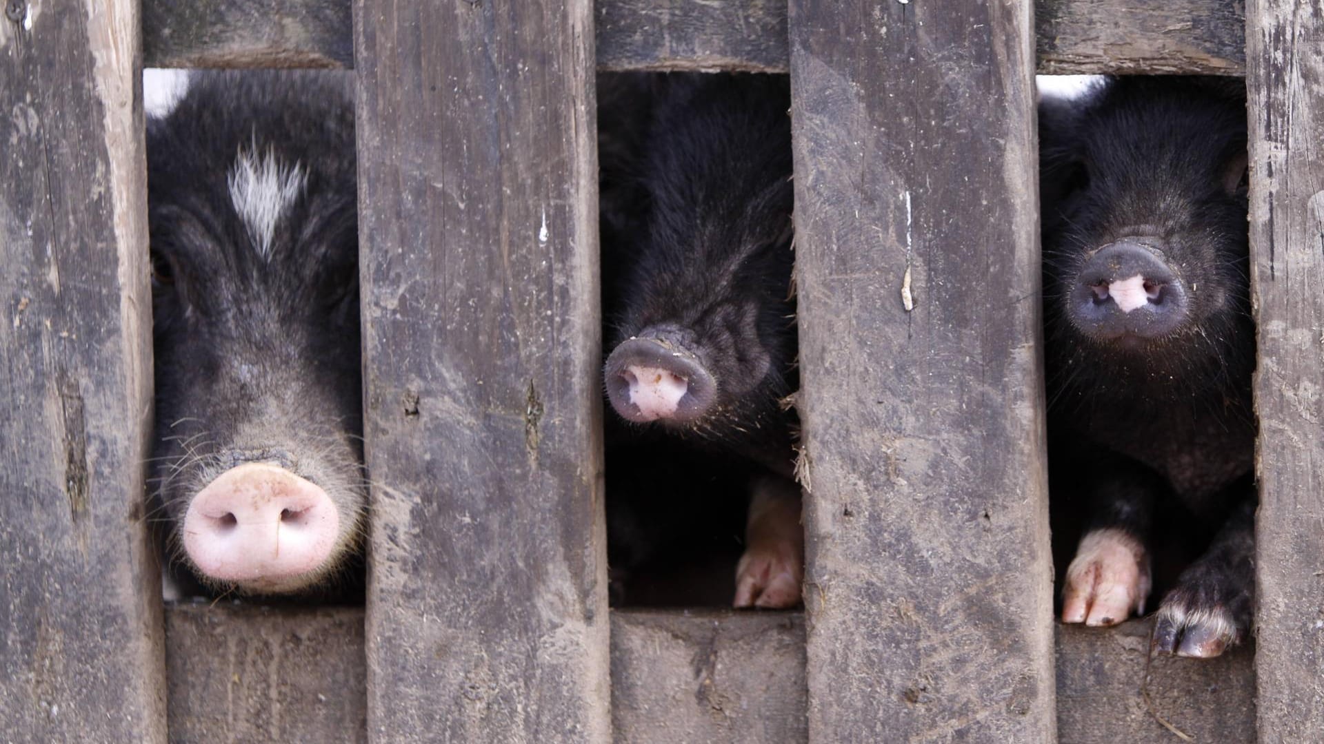 Drei Schweine strecken ihre Rüssel durch einen Zaun (Symbolbild): Die Tiere benötigen viel Platz und Freilauf.