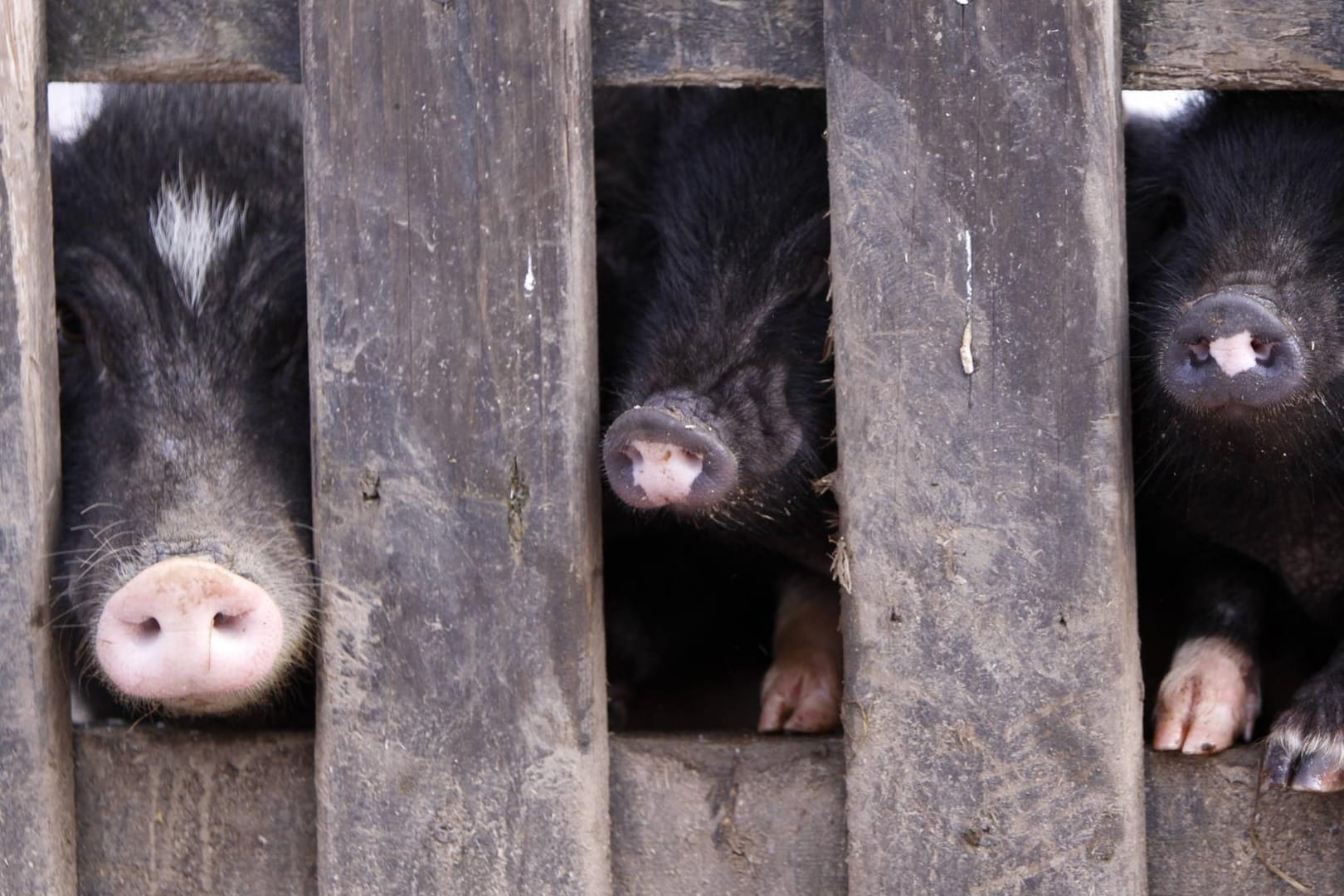 Drei Schweine strecken ihre Rüssel durch einen Zaun (Symbolbild): Die Tiere benötigen viel Platz und Freilauf.