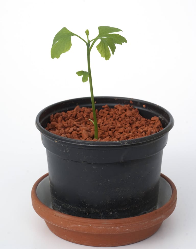 Ginkgobäumchen (Ginkgo biloba): Aus einem Keimling entsteht eine Pflanze.