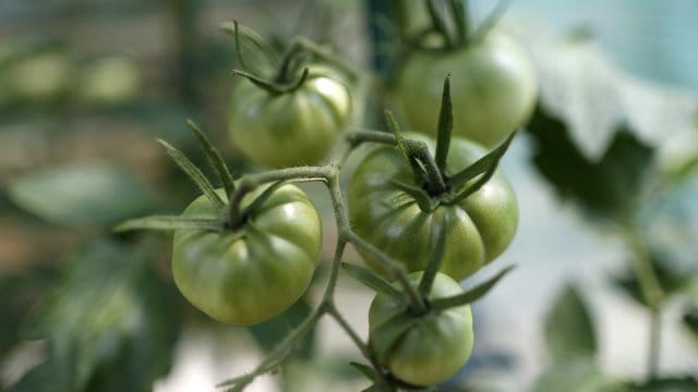 Tomaten: Bei einigen Sorten sollten Sie vorsichtig sein.