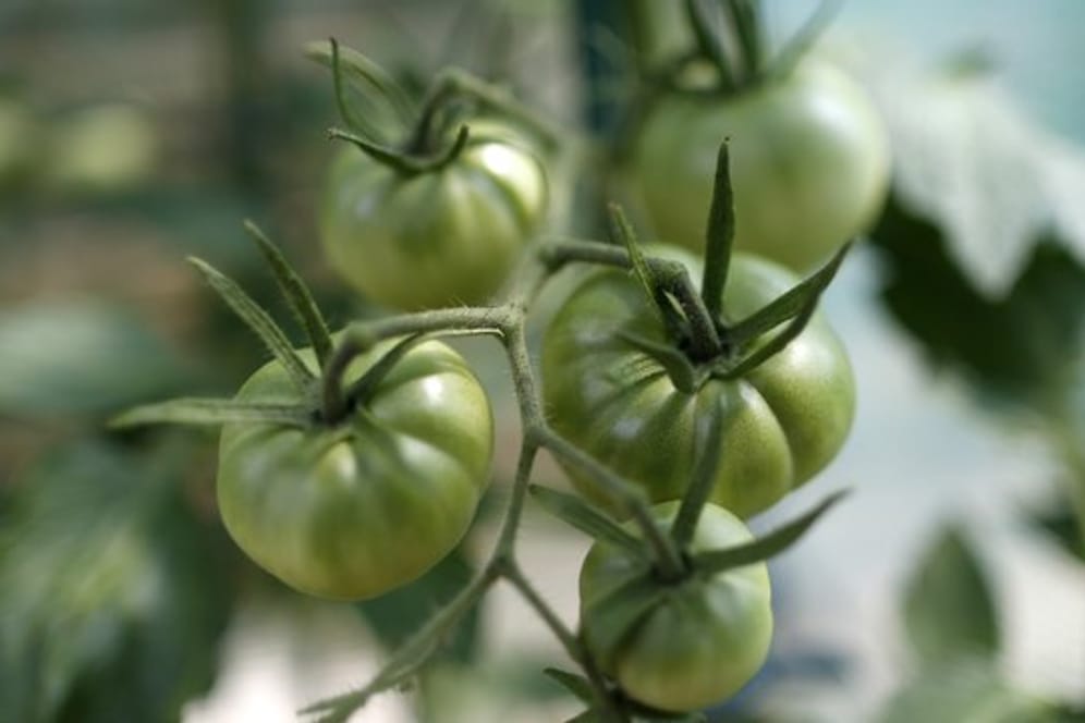 Tomaten: Bei einigen Sorten sollten Sie vorsichtig sein.