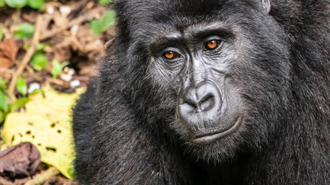Ein Berggorilla in Uganda: Die Tierart ist vom Aussterben bedroht. (Symbolbild)