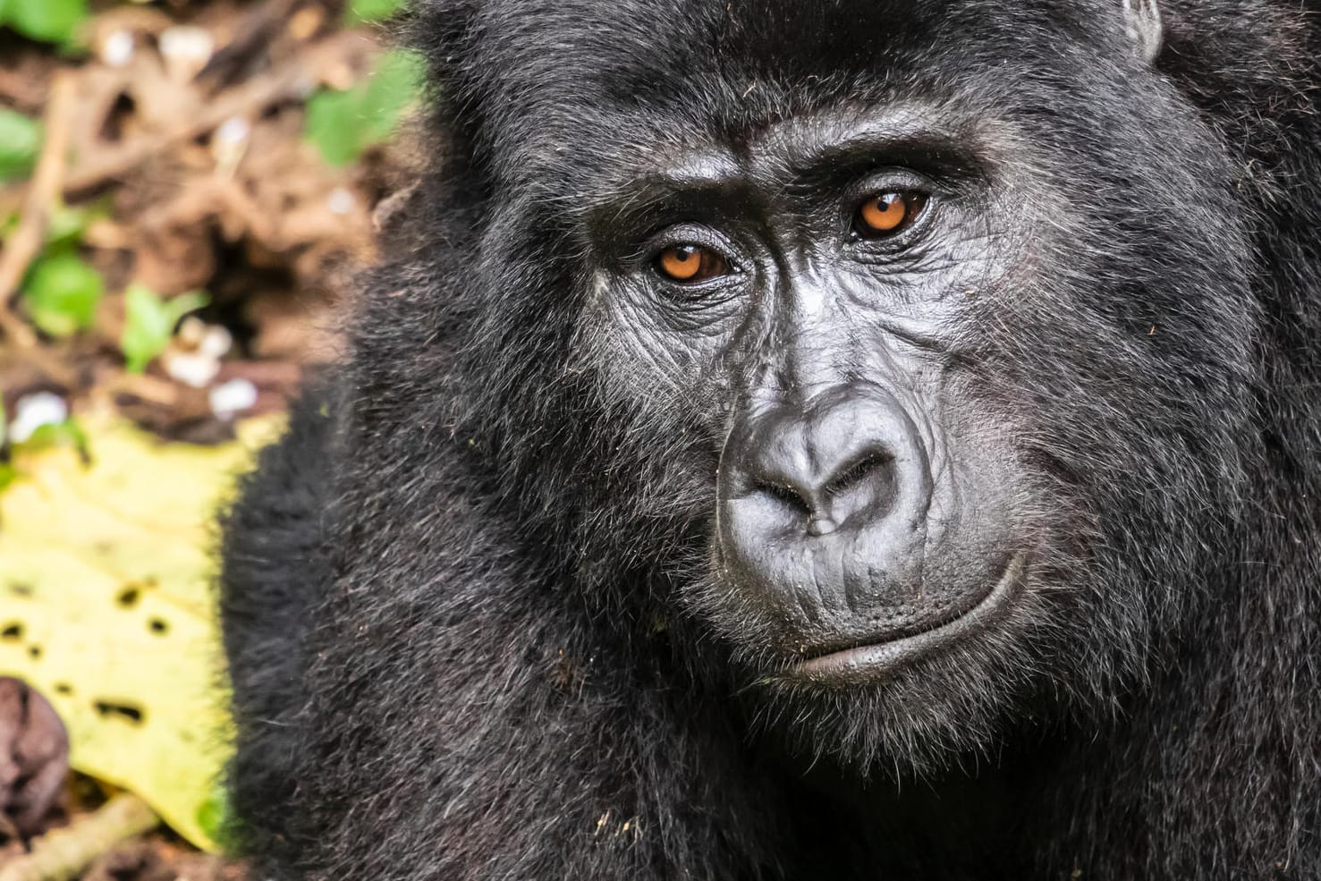 Ein Berggorilla in Uganda: Die Tierart ist vom Aussterben bedroht. (Symbolbild)