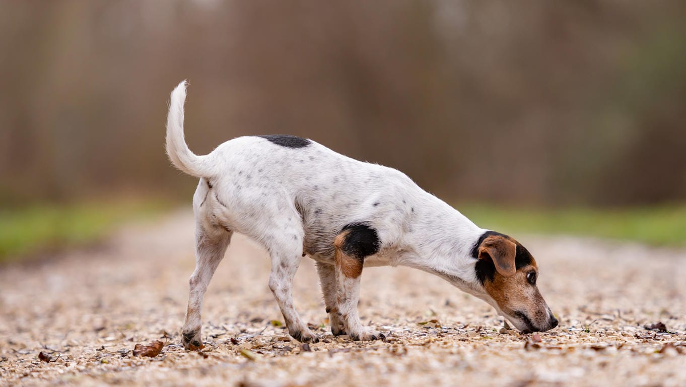 Schnüffeln: Hunde sollten das auf Spaziergängen und in ihrem Alltag voll ausleben dürfen.