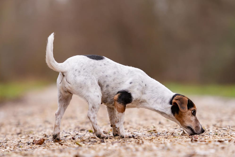 Schnüffeln: Hunde sollten das auf Spaziergängen und in ihrem Alltag voll ausleben dürfen.