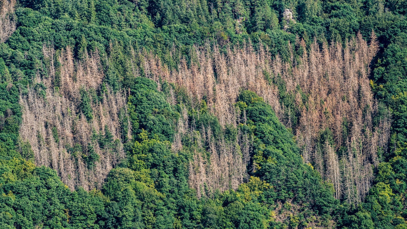 Tote Fichtenbäume: Das Waldsterben wird durch die Klimakrise vorangetrieben.