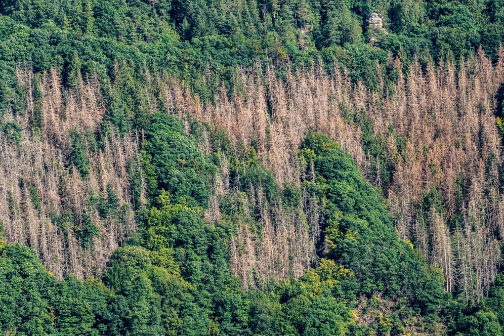 Tote Fichtenbäume: Das Waldsterben wird durch die Klimakrise vorangetrieben.