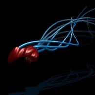 Spermien: Die Darstellung zeigt die räumliche Bewegungen eines Spermiums.
