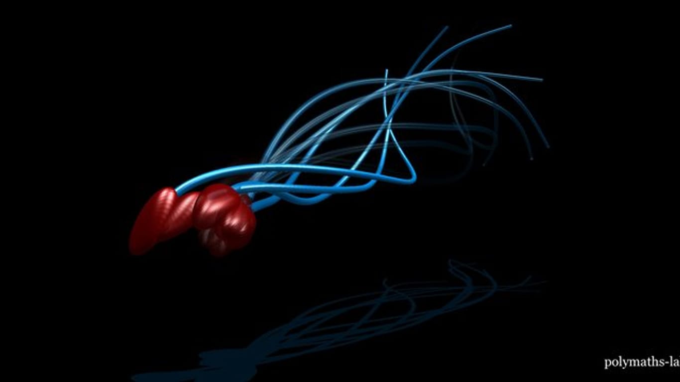 Die grafische Darstellung zeigt die Bewegungen eines Spermiums dreidimensional.