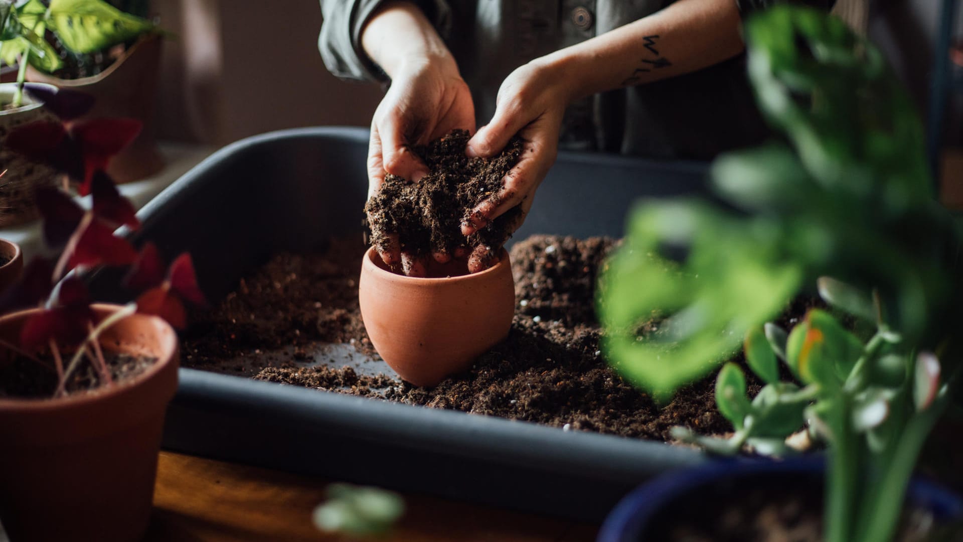 Blumenerde: Viele handelsübliche Gartenerden sind schlecht für die Umwelt.