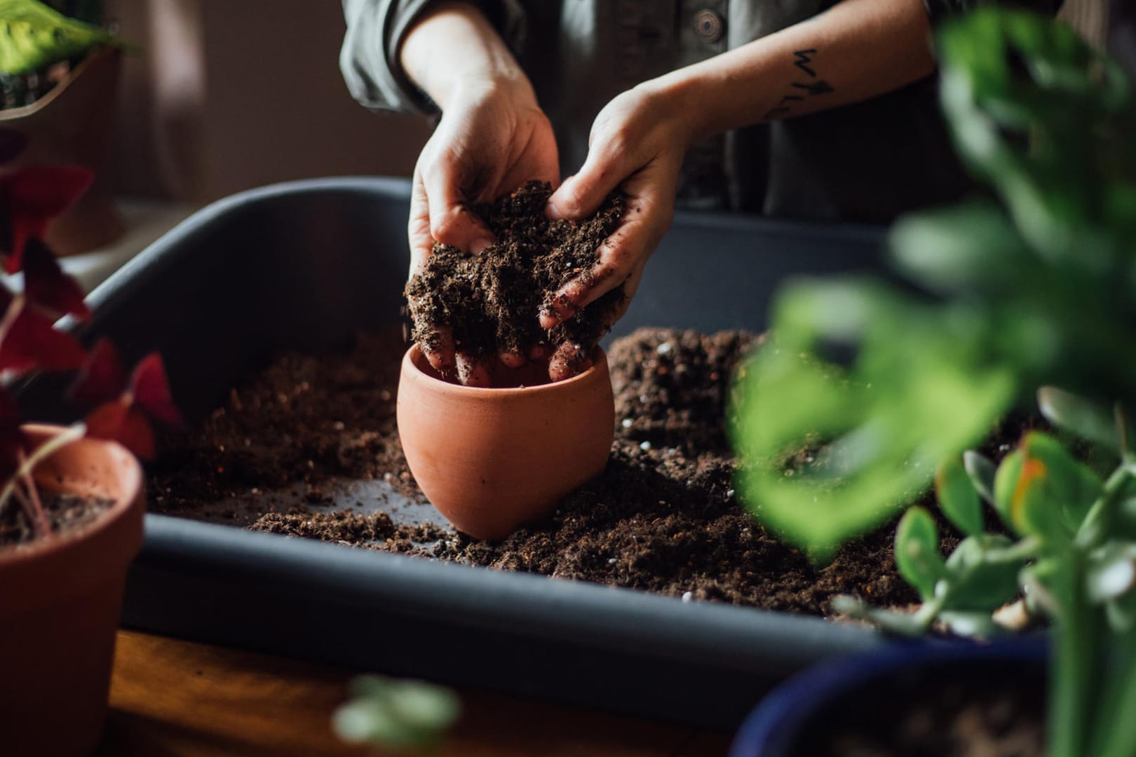 Blumenerde: Viele handelsübliche Gartenerden sind schlecht für die Umwelt.