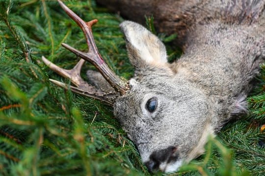 Ein erlegter Rehbock nach einer Ansitz-Drückjagd auf einer Waldlichtung.