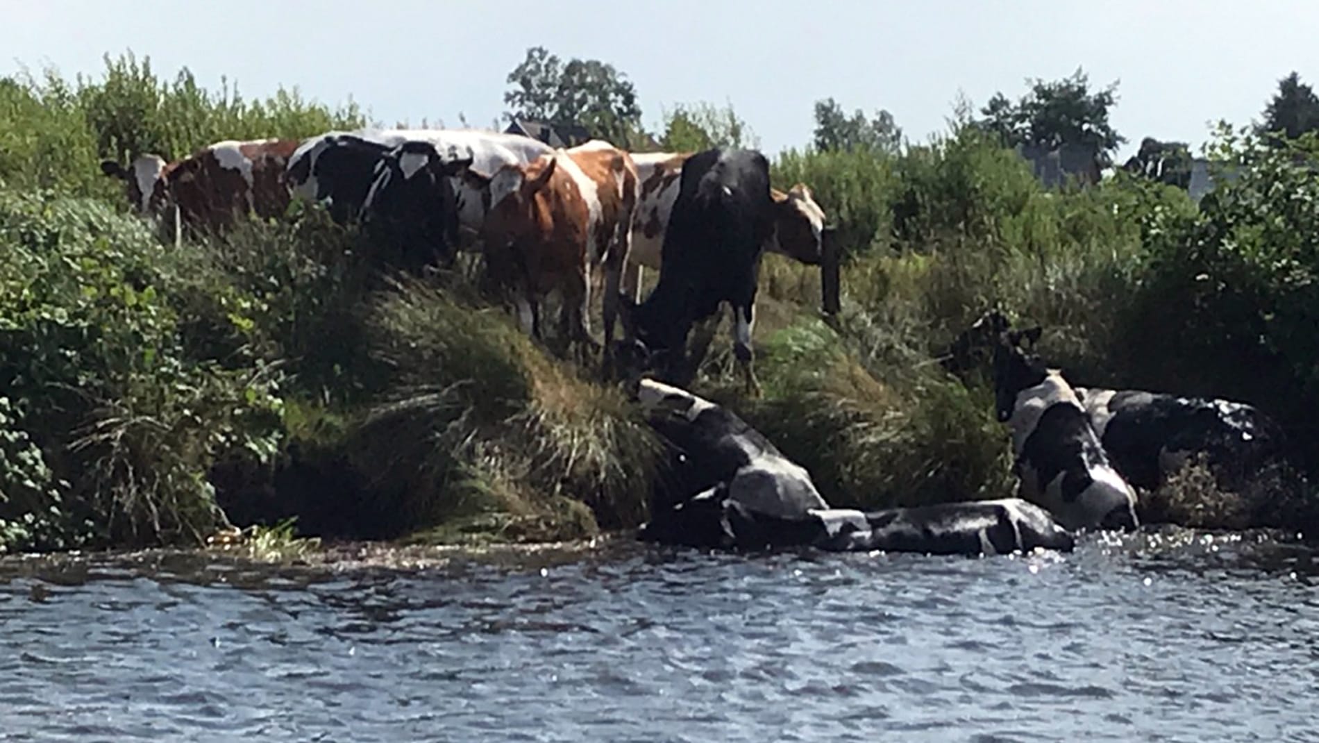 Tiere in Not: Die Feuerwehr hat bei Aurich acht Kühe gerettet.