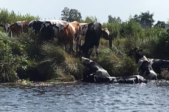 Tiere in Not: Die Feuerwehr hat bei Aurich acht Kühe gerettet.