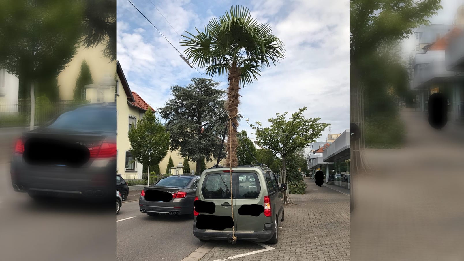 Eine über vier Meter hohe Palme ragt aus dem Schiebedach des Transporters in Saarlouis: Die Polizei stoppte den Fahrer, weil er keine Ausnahmegenehmigung vorweisen konnte. Eine über vier Meter hohe Palme ragt aus dem Schiebedach des Transporters in Saarlouis: Die Polizei stoppte den Fahrer, weil er keine Ausnahmegenehmigung vorweisen konnte.