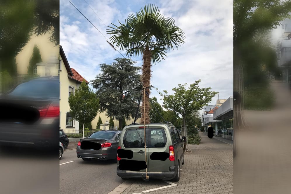 Eine über vier Meter hohe Palme ragt aus dem Schiebedach des Transporters in Saarlouis: Die Polizei stoppte den Fahrer, weil er keine Ausnahmegenehmigung vorweisen konnte.