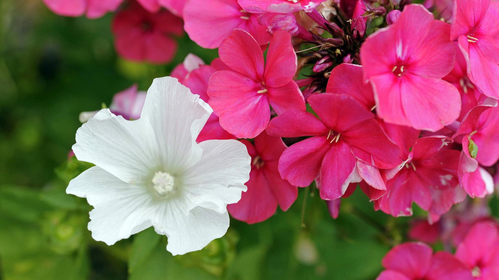 Staudenphlox: In einem leuchtenden Pink kann die Pflanze den Garten zum Strahlen bringen.