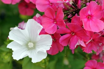 Staudenphlox: In einem leuchtenden Pink kann die Pflanze den Garten zum Strahlen bringen.