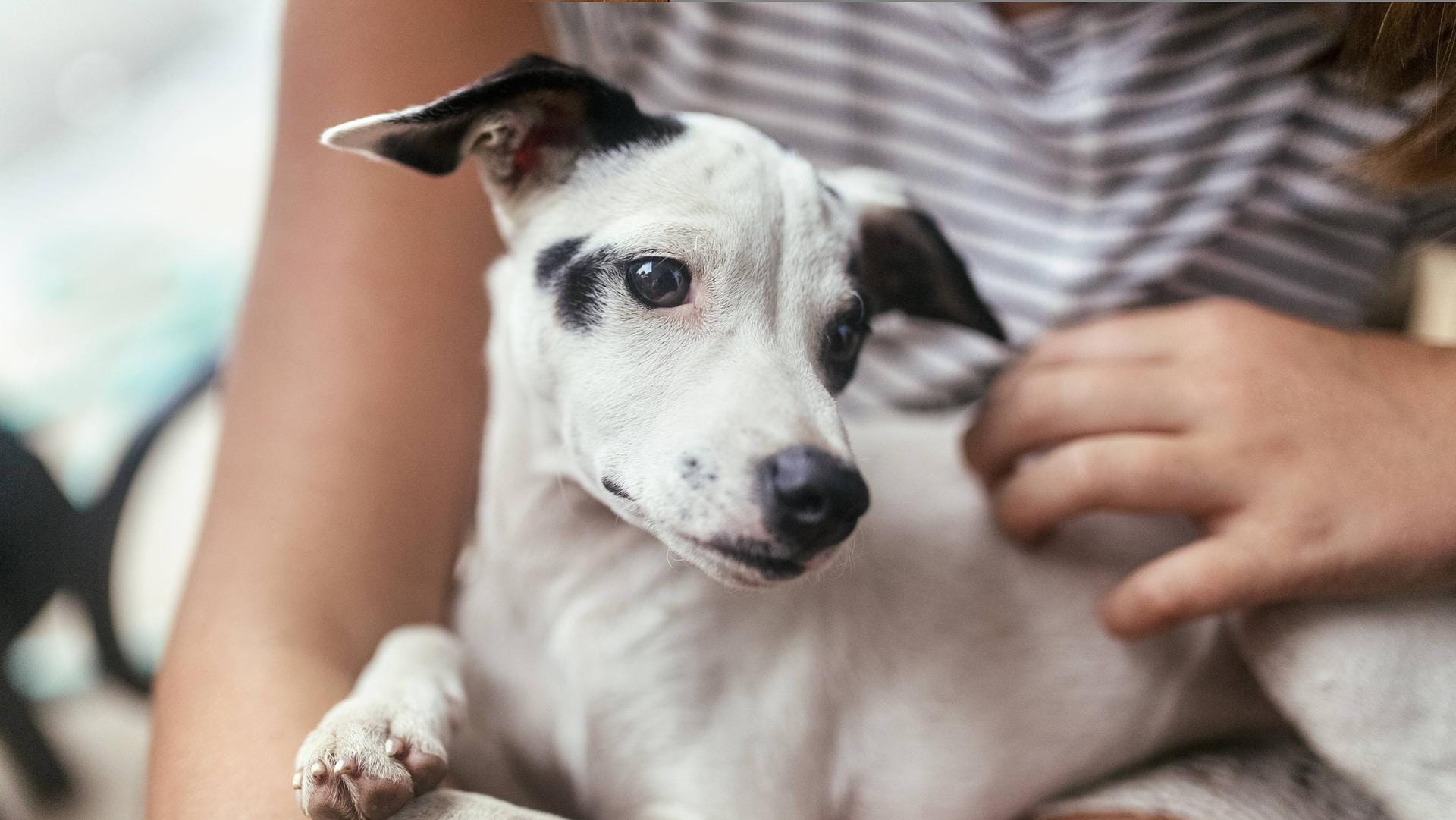 Haustiere: 540 Hunde wurden im Rahmen einer Studie zur Ansteckungsgefahr des Coronavirus untersucht.