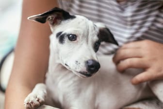 Haustiere: 540 Hunde wurden im Rahmen einer Studie zur Ansteckungsgefahr des Coronavirus untersucht.