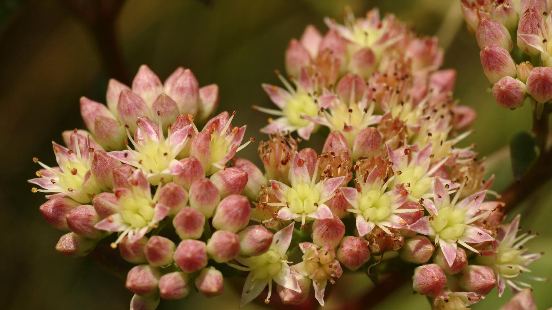 Purpur-Fetthenne (Sedum telephium): Die bienenfreundliche Staude blüht im Spätsommer.