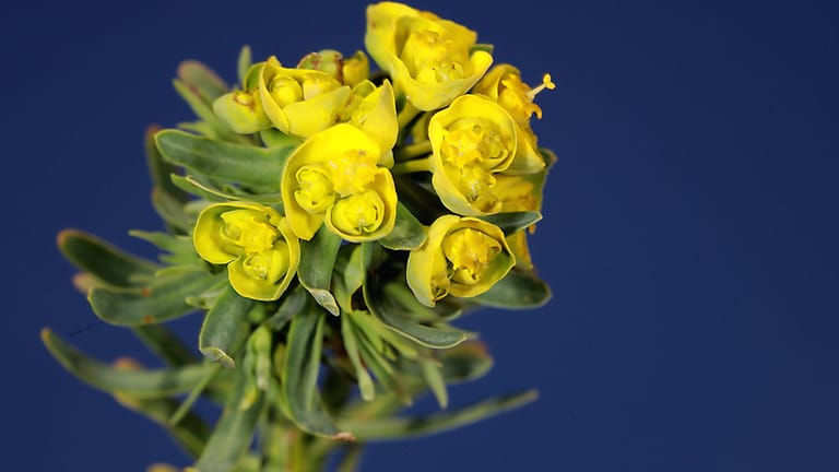 1Zypressen-Wolfsmilch (Euphorbia cyparissias): Die Staude wächst krautig und blüht leuchtend gelb.
