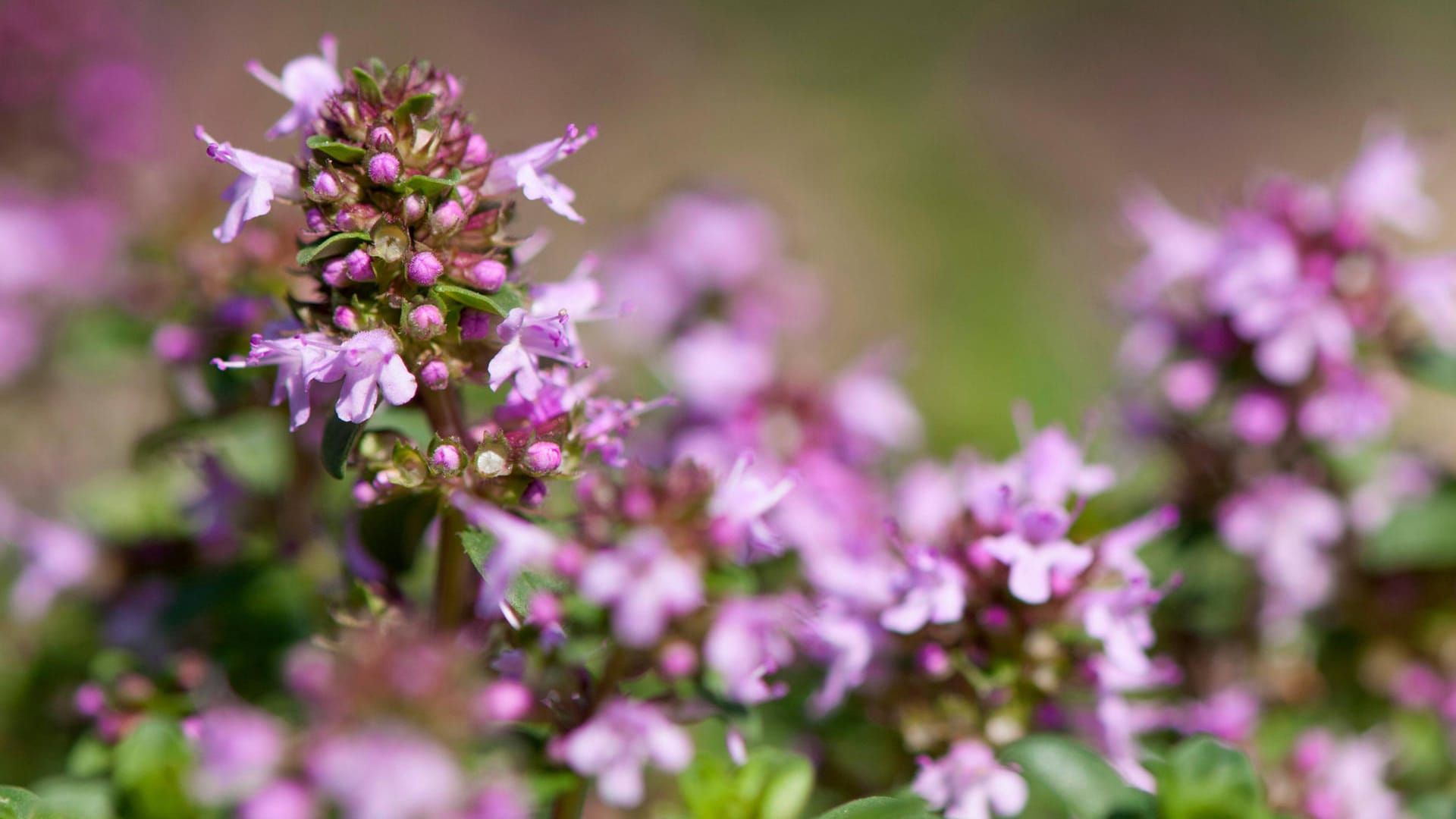 Gemeiner Thymian (Thymus pulegioides): Er wächst gern an sonniger Stelle und auf trockenem Boden.