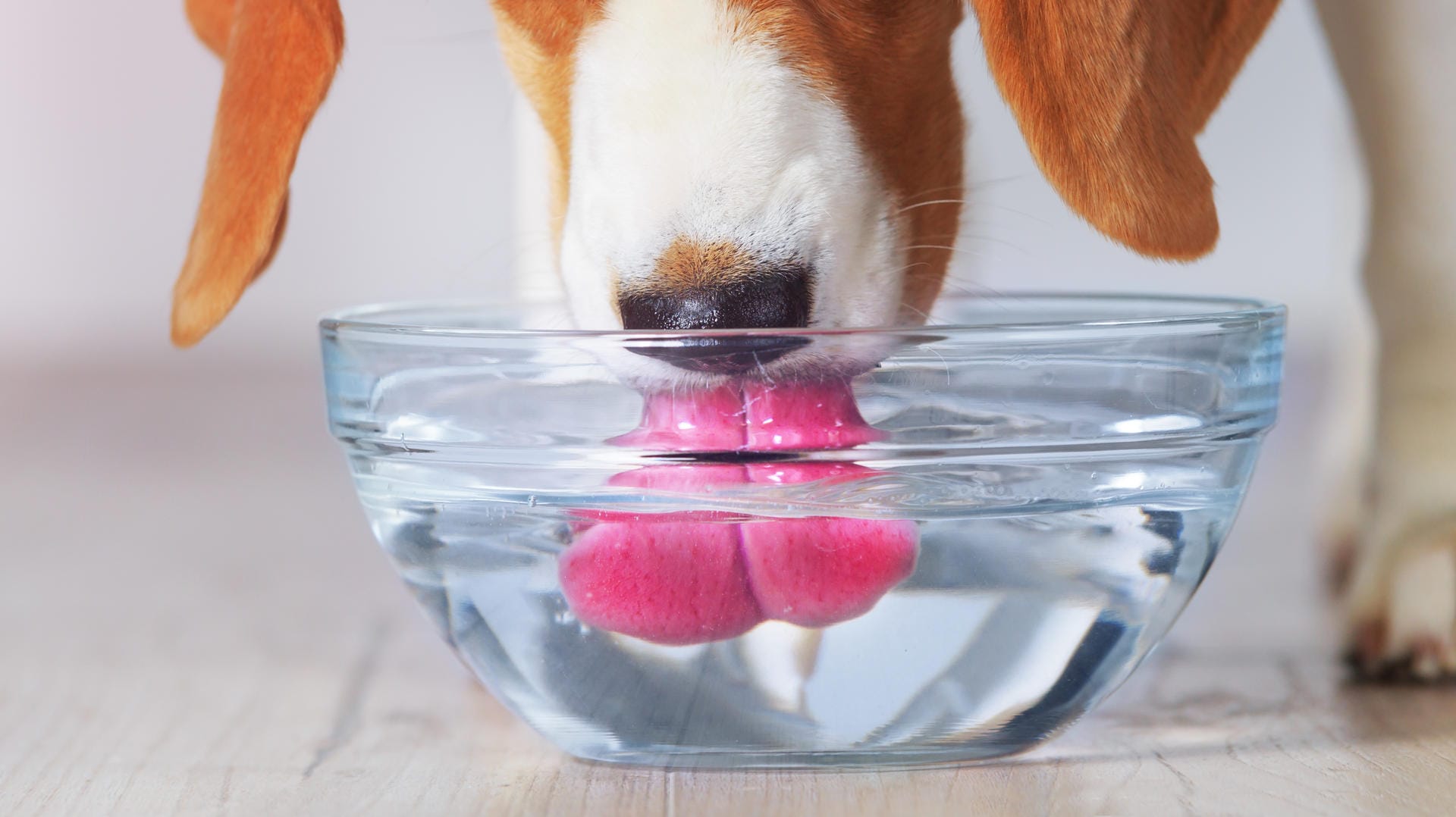 Haustier: Pro Kilo Hundegewicht sind 100 Milliliter Flüssigkeit innerhalb von 24 Stunden unbedenklich.