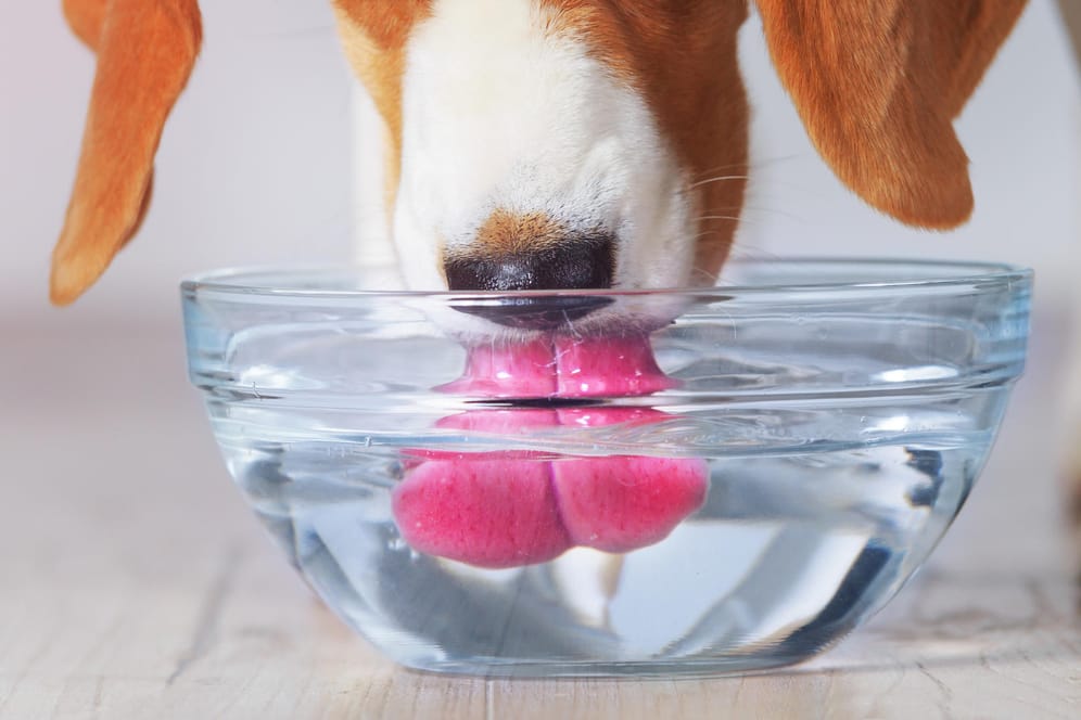 Haustier: Pro Kilo Hundegewicht sind 100 Milliliter Flüssigkeit innerhalb von 24 Stunden unbedenklich.