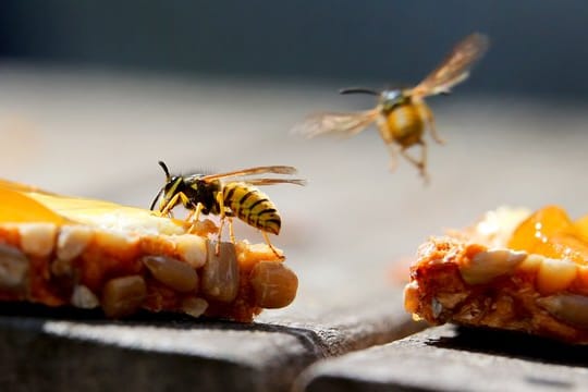 Süße Speisen, etwa ein Marmeladenbrot, sind für Wespen besonders anziehend.