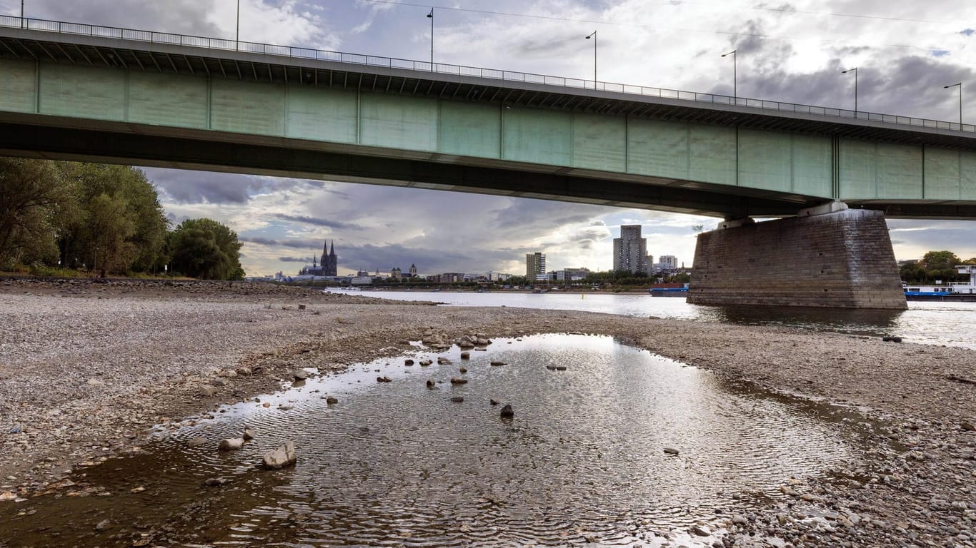 Der Rhein bei extremen Niedrigwasser mit Blick auf die Mülheimer Brücke (Archivbild): Spaziergänger haben eine Leiche an der Brücke entdeckt.