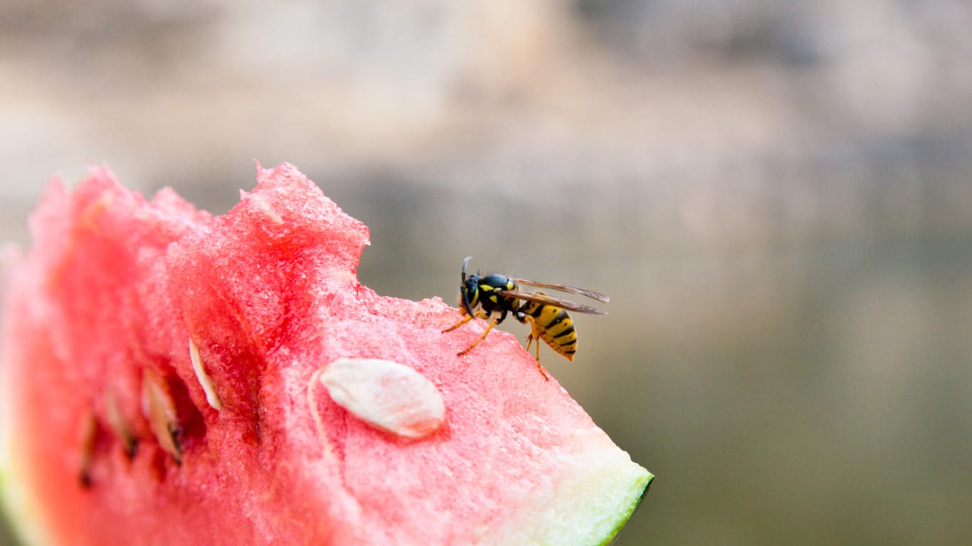 Wespe auf Wassermelone: Gerade im Spätsommer werden die Insekten häufig aggressiv.