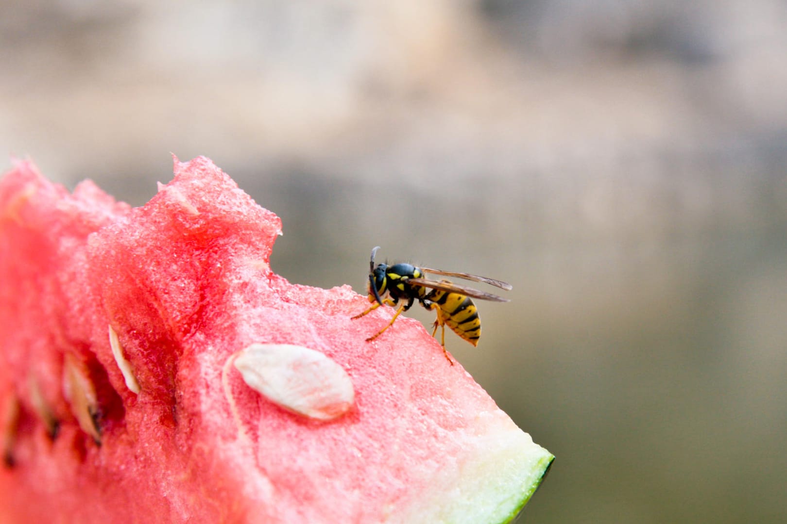 Wespe auf Wassermelone: Gerade im Spätsommer werden die Insekten häufig aggressiv.