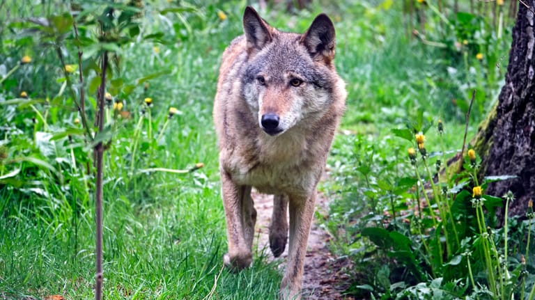 Ein Wolf in einem Wildtiergehege: Deutschlandweit wächst die Population in freier Wildbahn.