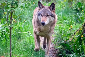 Ein Wolf in einem Wildtiergehege: Deutschlandweit wächst die Population in freier Wildbahn.