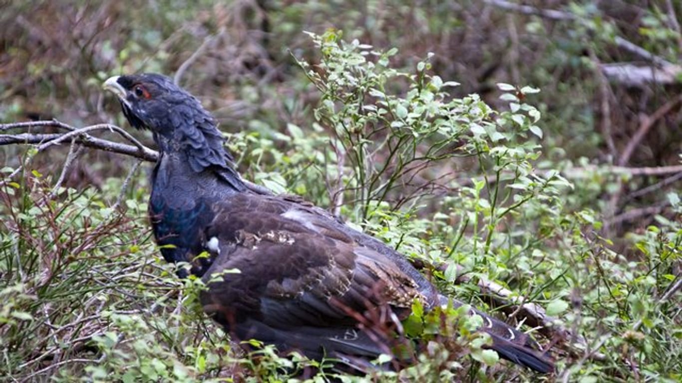 Ein vier Monate alter Auerhahn: Die Vögel sind als bedrohte Tierart streng geschützt und kommen im Schwarzwald nur noch in wenigen Gebieten vor.