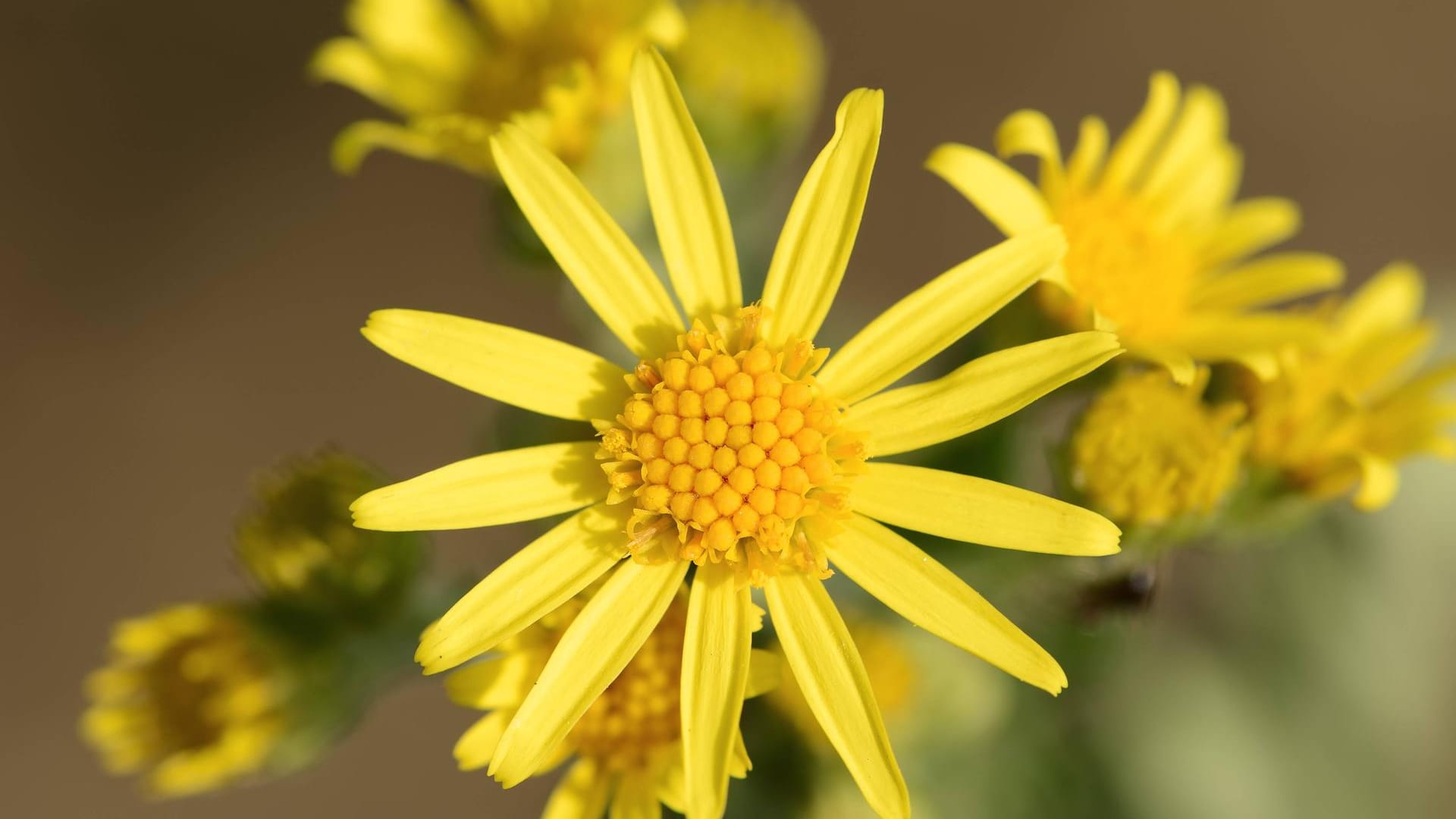 Jakobs-Kreuzkraut (Senecio jacobaea): Es blüht leuchtend gelb, ist aber sehr gefährlich.