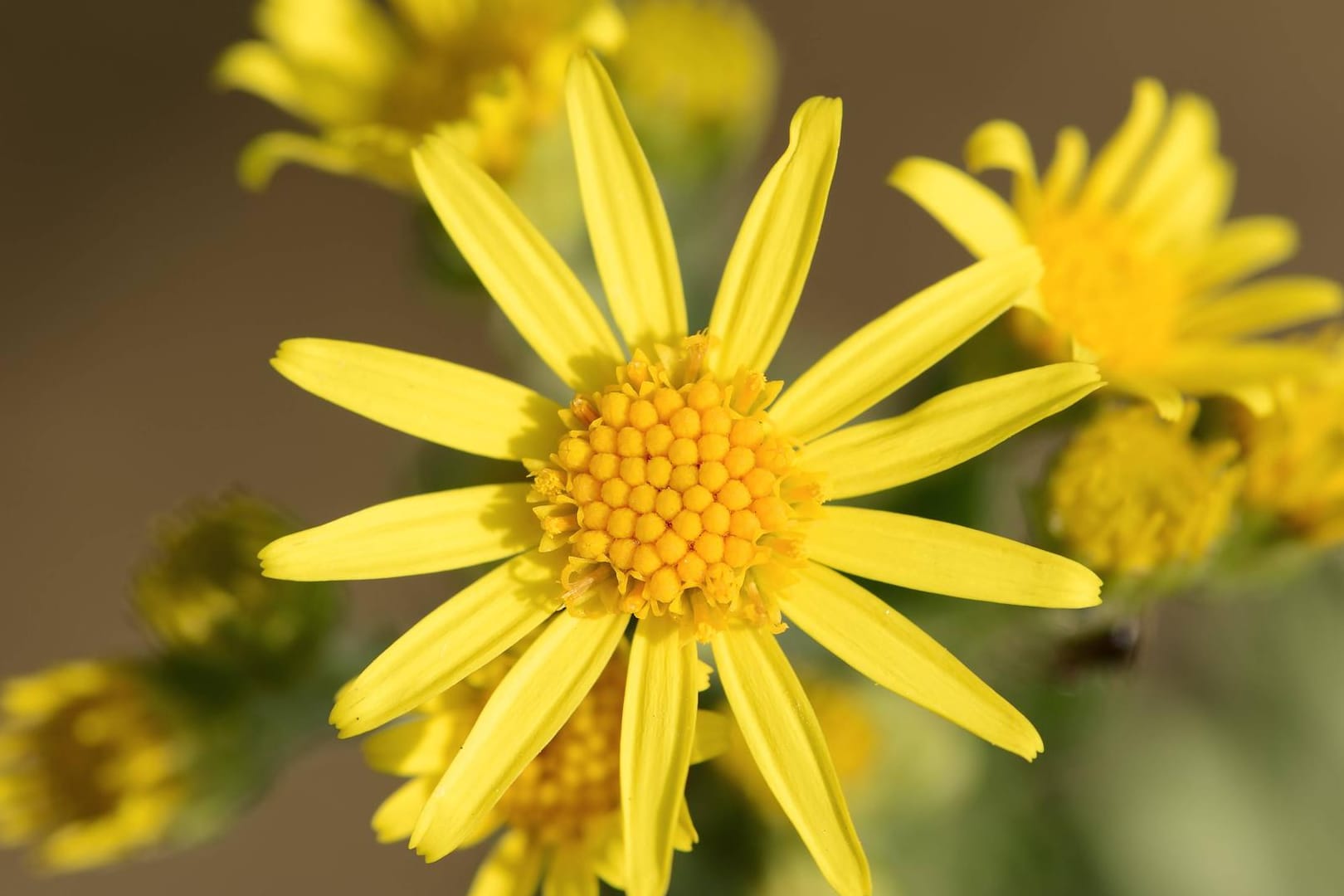 Jakobs-Kreuzkraut (Senecio jacobaea): Es blüht leuchtend gelb, ist aber sehr gefährlich.