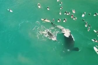 Furchterregende Aufnahmen: Schwimmer kommen Walfamilie zu nahe – Meeresgigant attackiert.